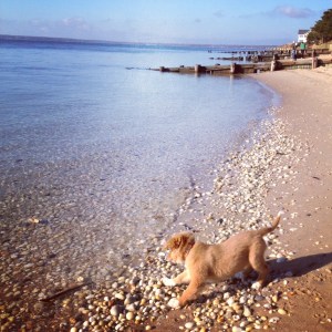 cedar beach teags stick